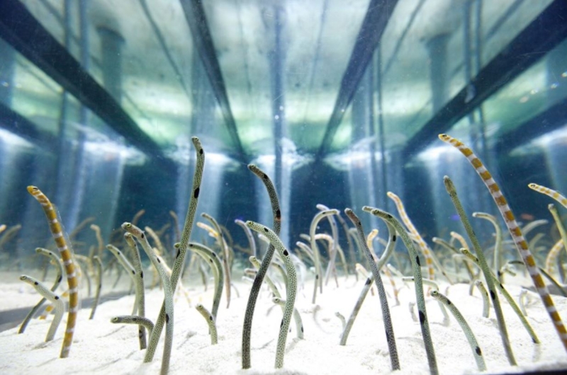 「すみだ水族館」6階サンゴ礁エリア･チンアナゴ水槽の様子。1111111111111111…