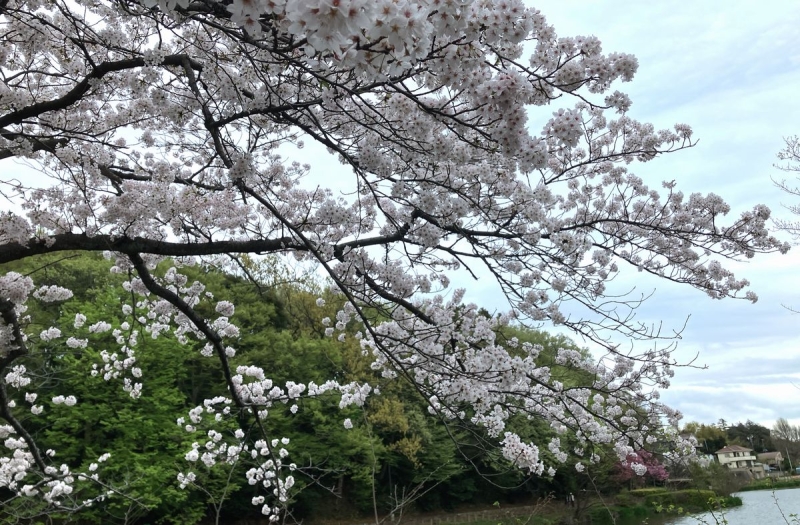 首都圏の公園 見ごろの桜(2024年4月8日撮影)
