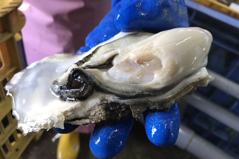 北海道･厚岸(あっけし)から直送した新鮮な生牡蛎