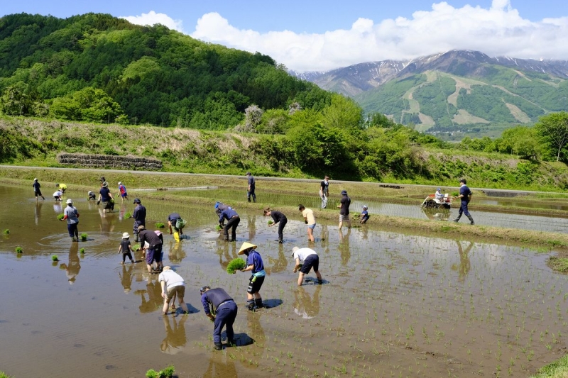 【長野県】白馬八方 酒米田植え体験ツアー(2024年5月25日開催)参加者募集【農業体験＆バーベキュー】