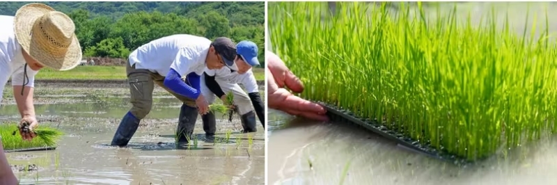 【兵庫県姫路市】こばファームの自然農業体験 参加募集「第1弾 田植え体験とかまどおむすび」【2024年6月16日・22日開催】