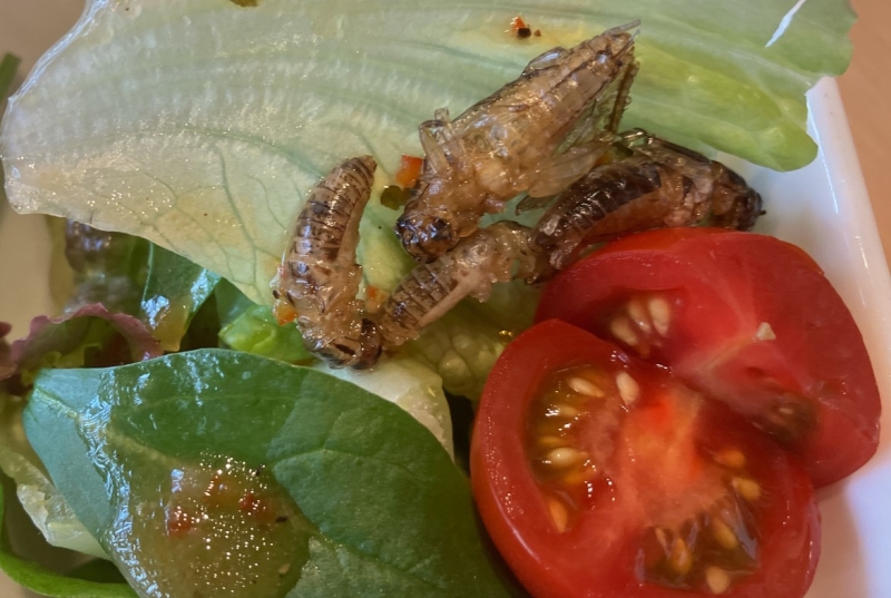 昆虫食TAKEO 揚げコオロギのサラダ