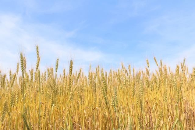 小麦栽培イメージ
