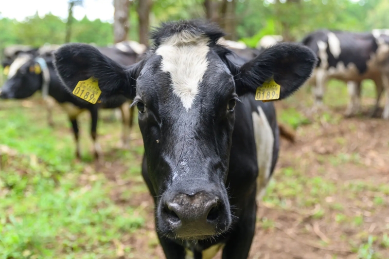 【鹿児島県湧水町 ふるさと納税】返礼品に「放牧牛乳の手作りチーズセット(5種)」、新鮮な生乳と塩だけで作ったフレッシュチーズ【LRがサポート】