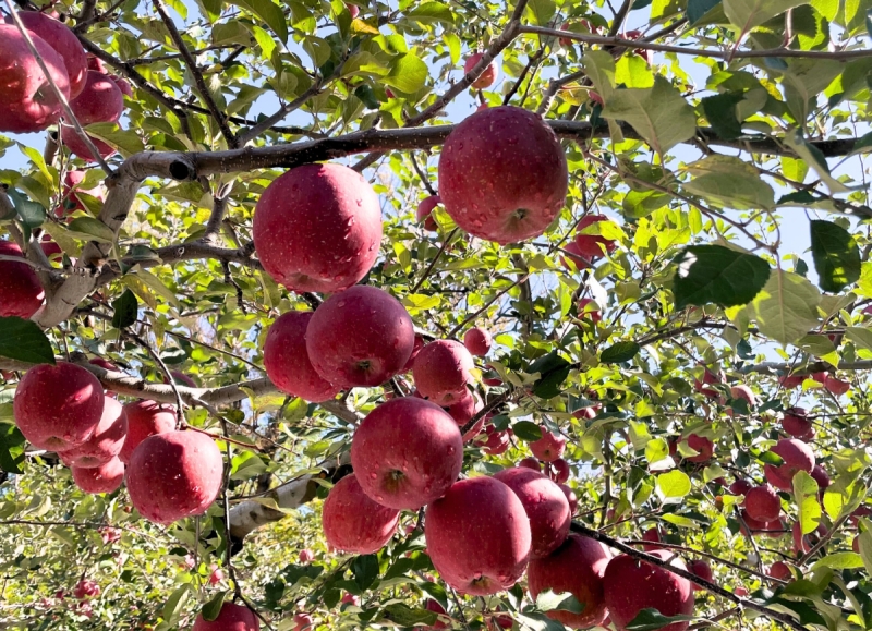 青森県産のりんご